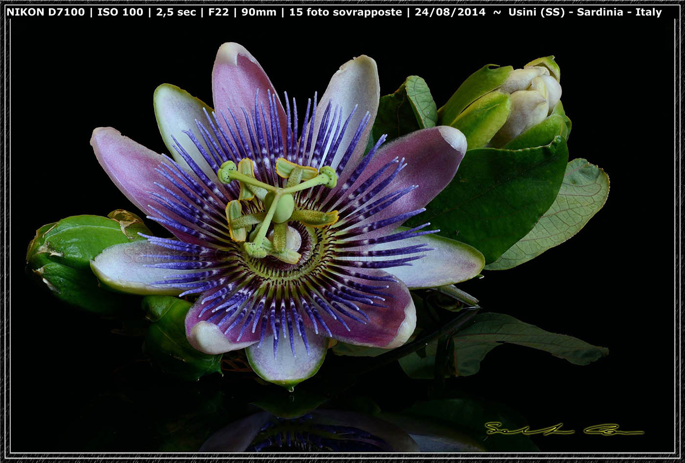 Grazie Focus stacking